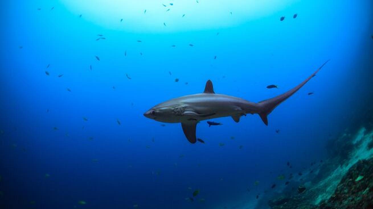 Thresher shark