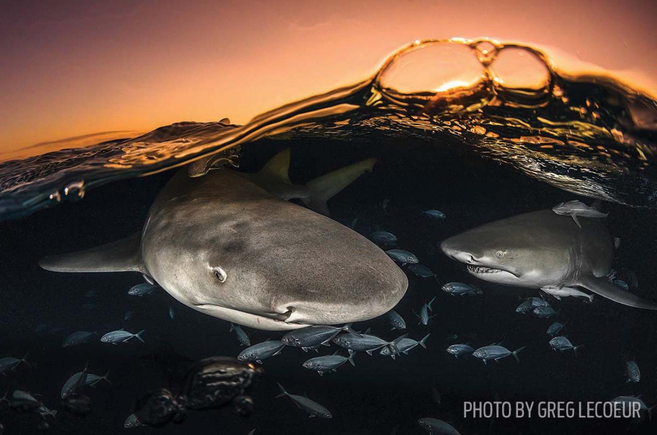 sharks tiger beach bahamas