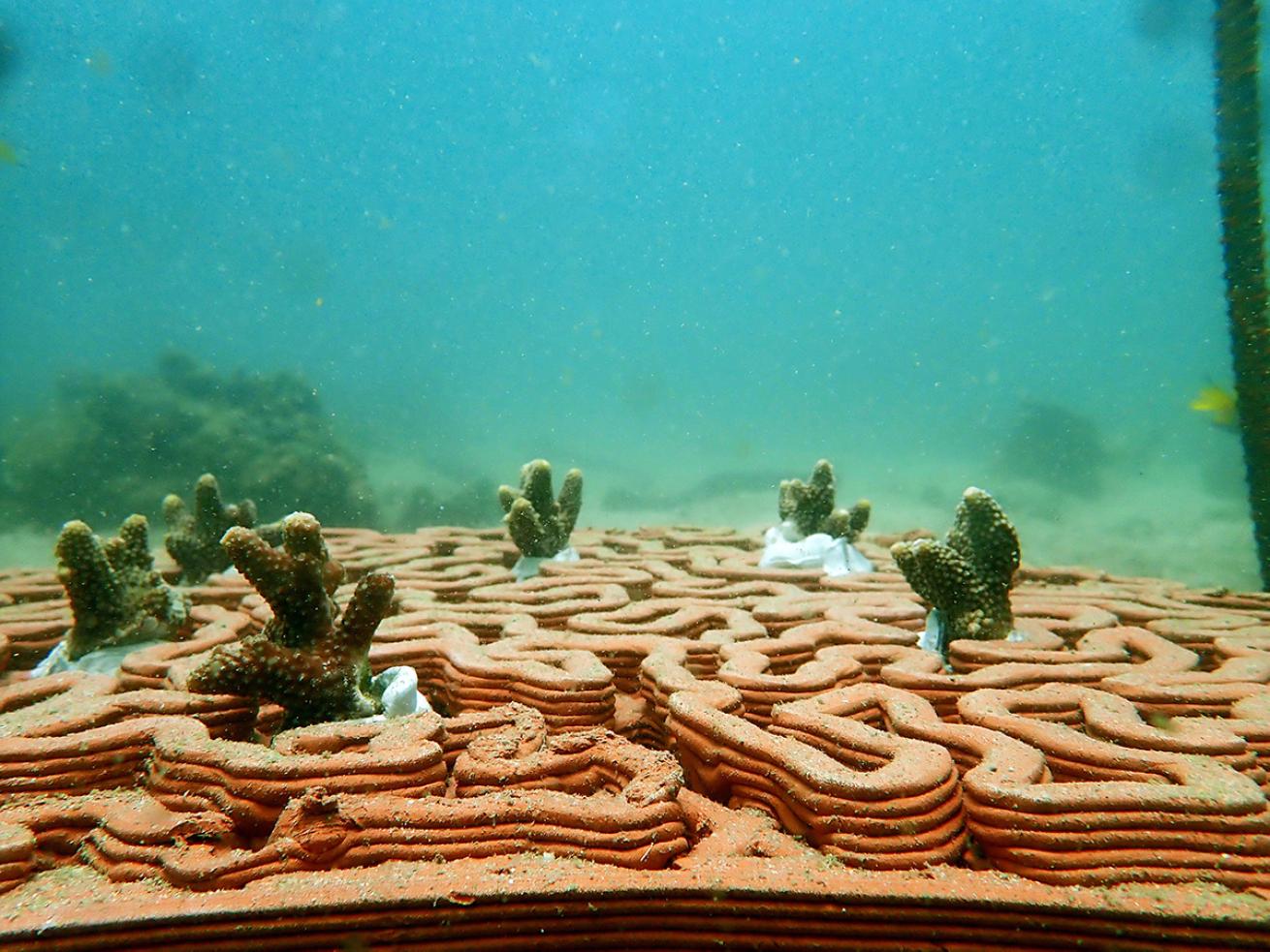 Newly planted coral pokes out of a terracotta tile 3D printed to function as an artificial reef.