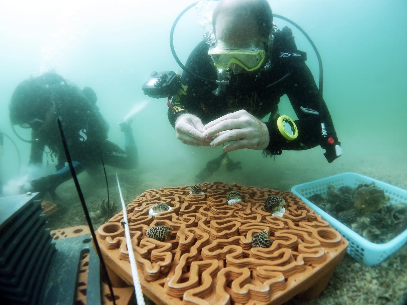 A scuba diver tends to coral fragments in underwater terracotta tile.