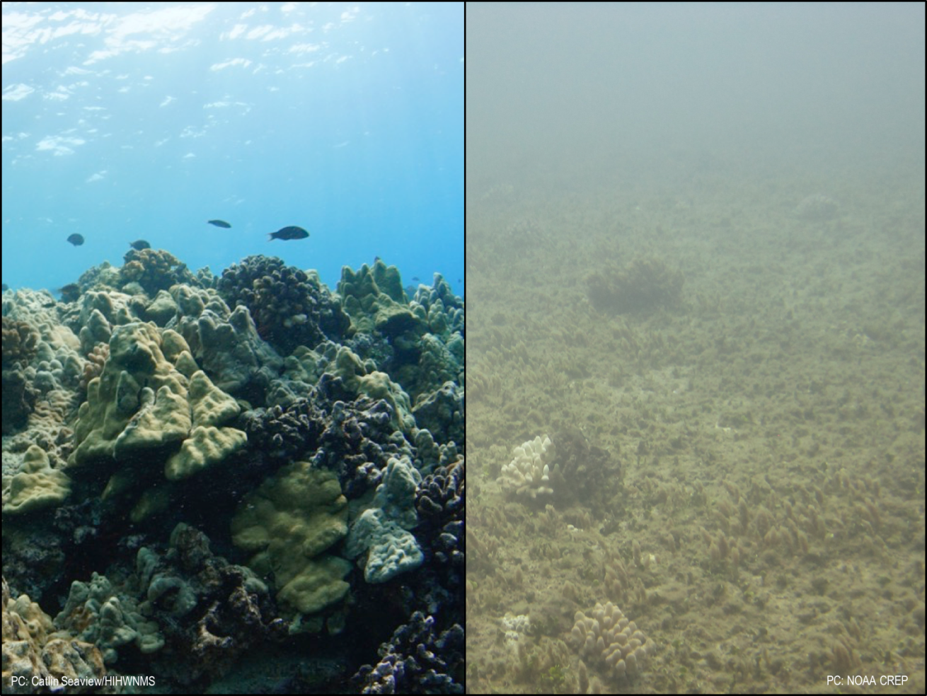scientific coral study