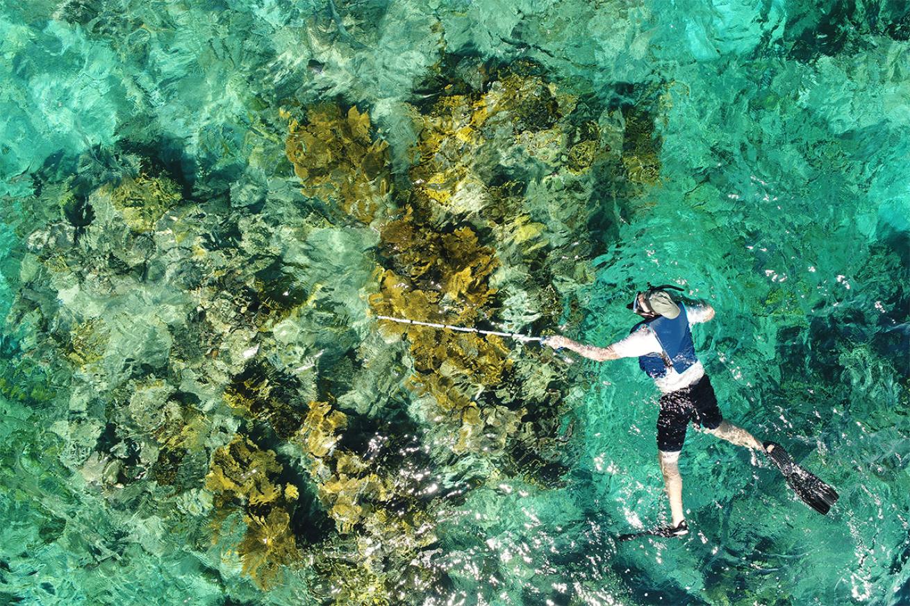 Dr. Steve Schill of the Nature Conservancy inspects underwater conditions offshore Grand cayman to verify data collected from an aerial drone.