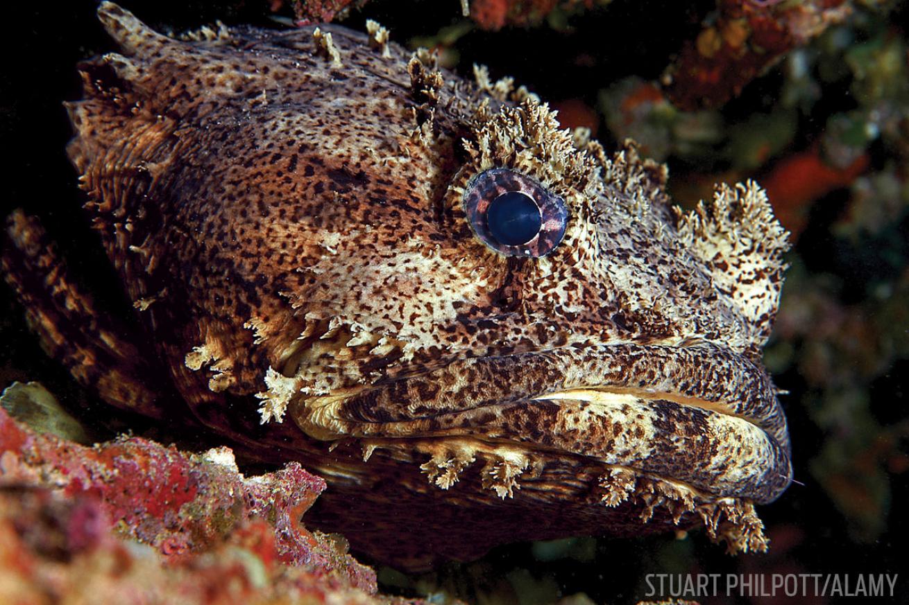 Toadfish