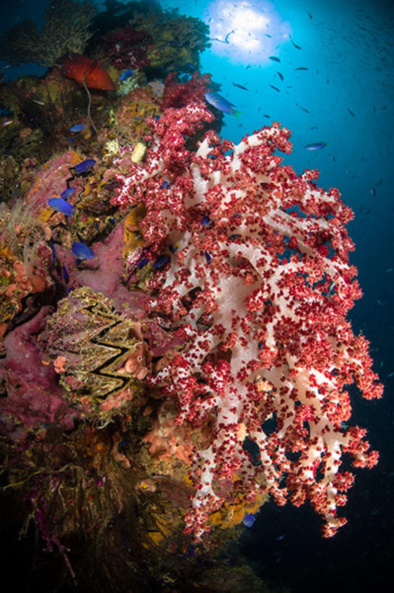 scuba diving truk lagoon