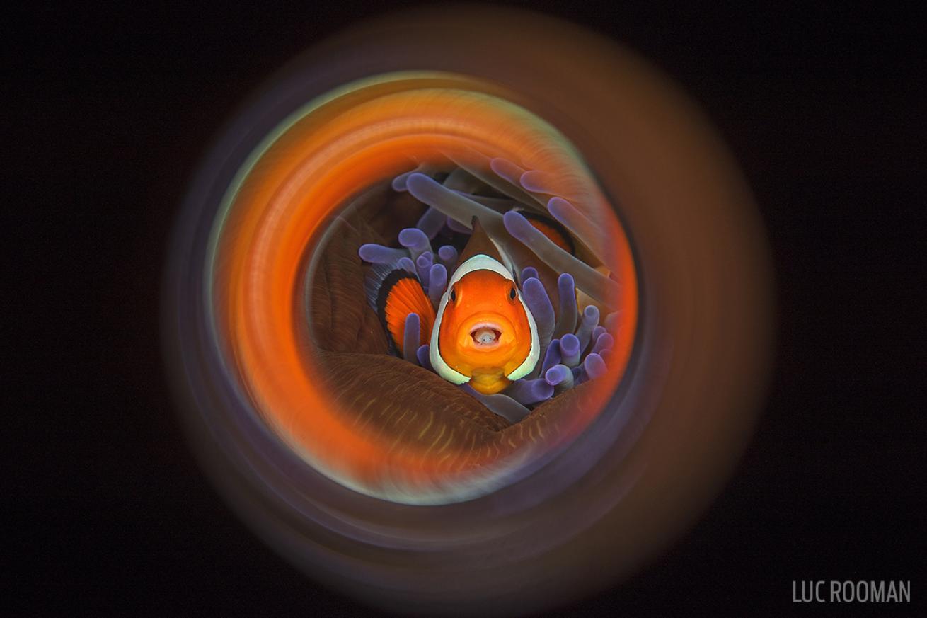 tongue eating louse parasite clownfish