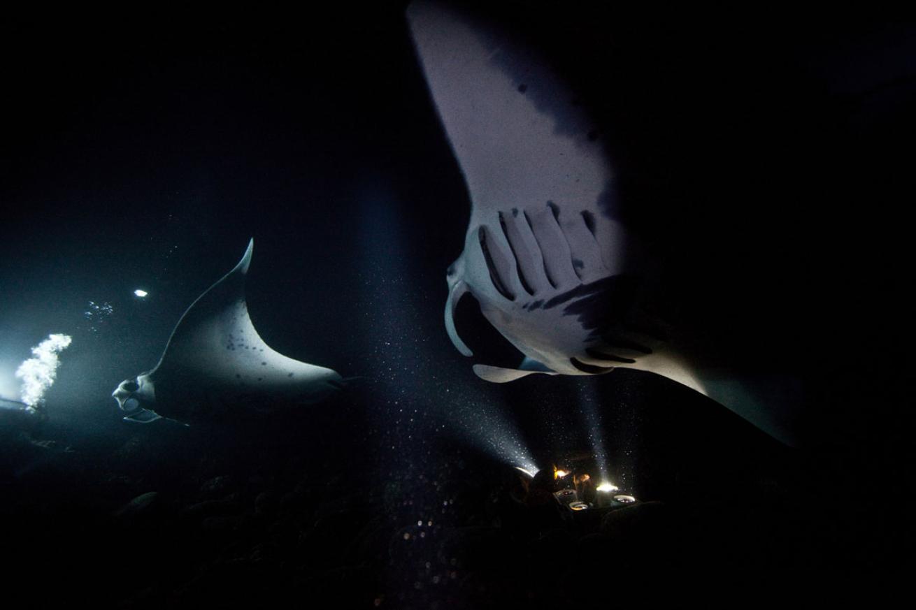 manta ray night dive Kona Hawaii