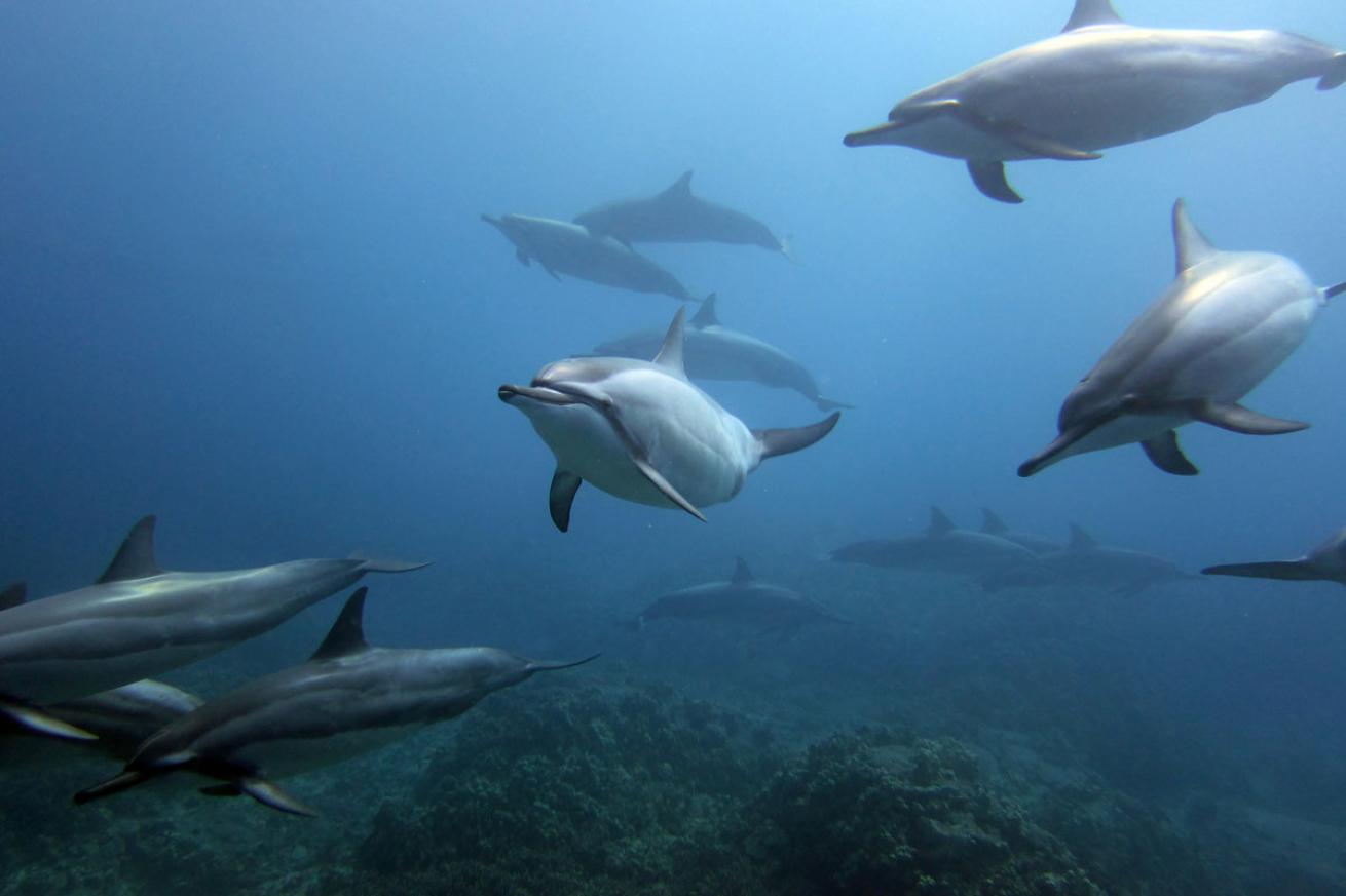 Hawaiian Spinner Dolphins 