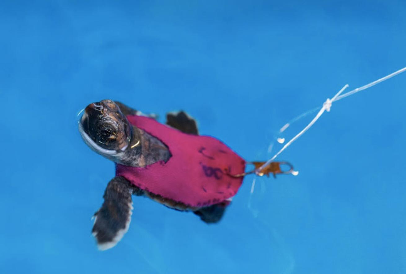 sea turtle hatchling in a swimsuit