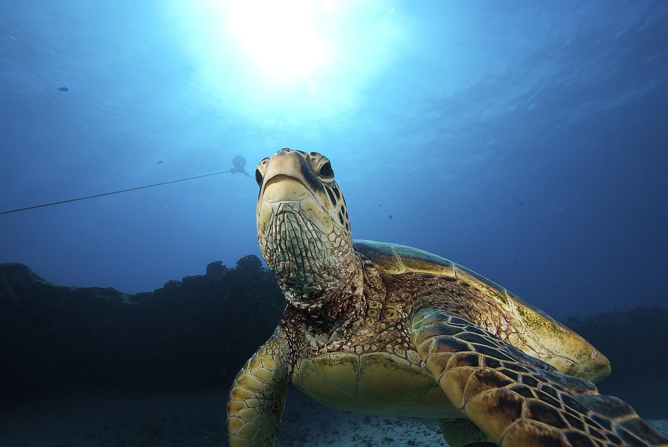 Turtle swims in waters of Oahu, Hawaii