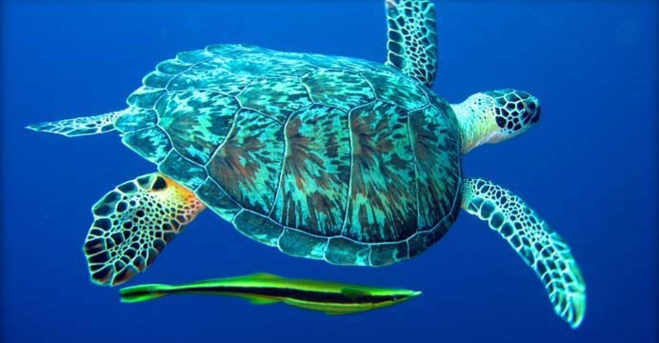 turtle with remora