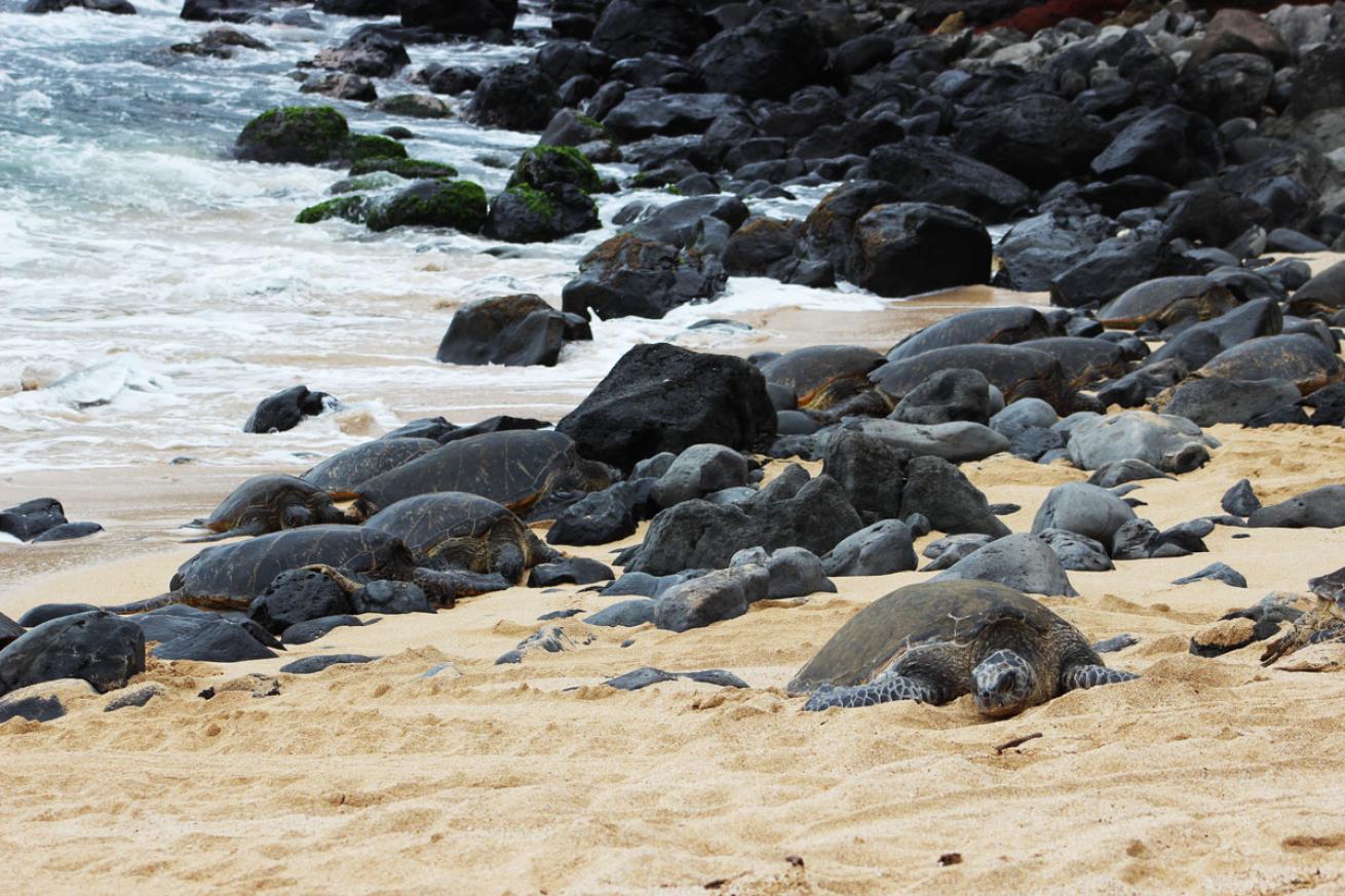 sea turtles in Maui, Hawaii