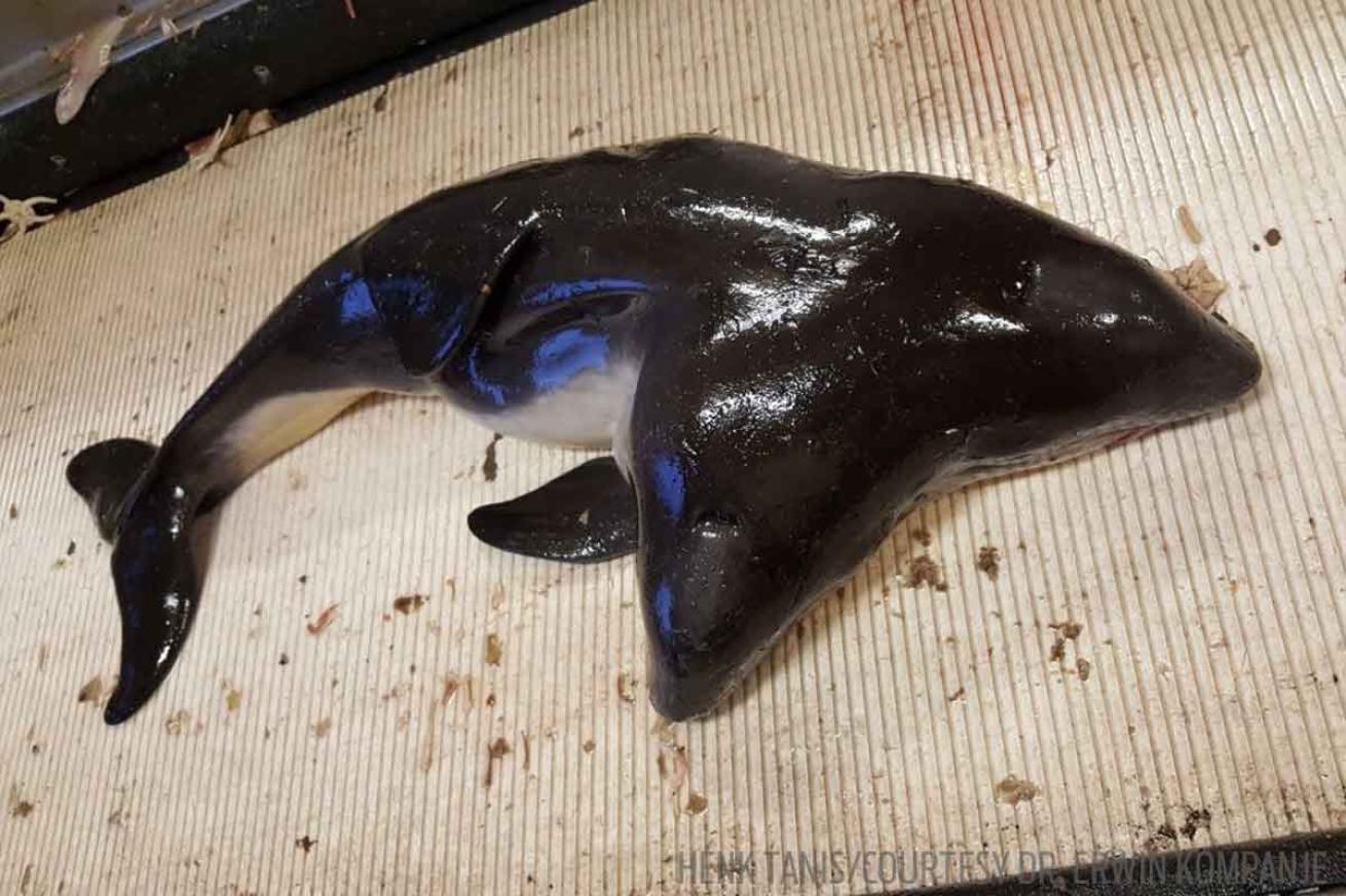 two headed porpoise photo