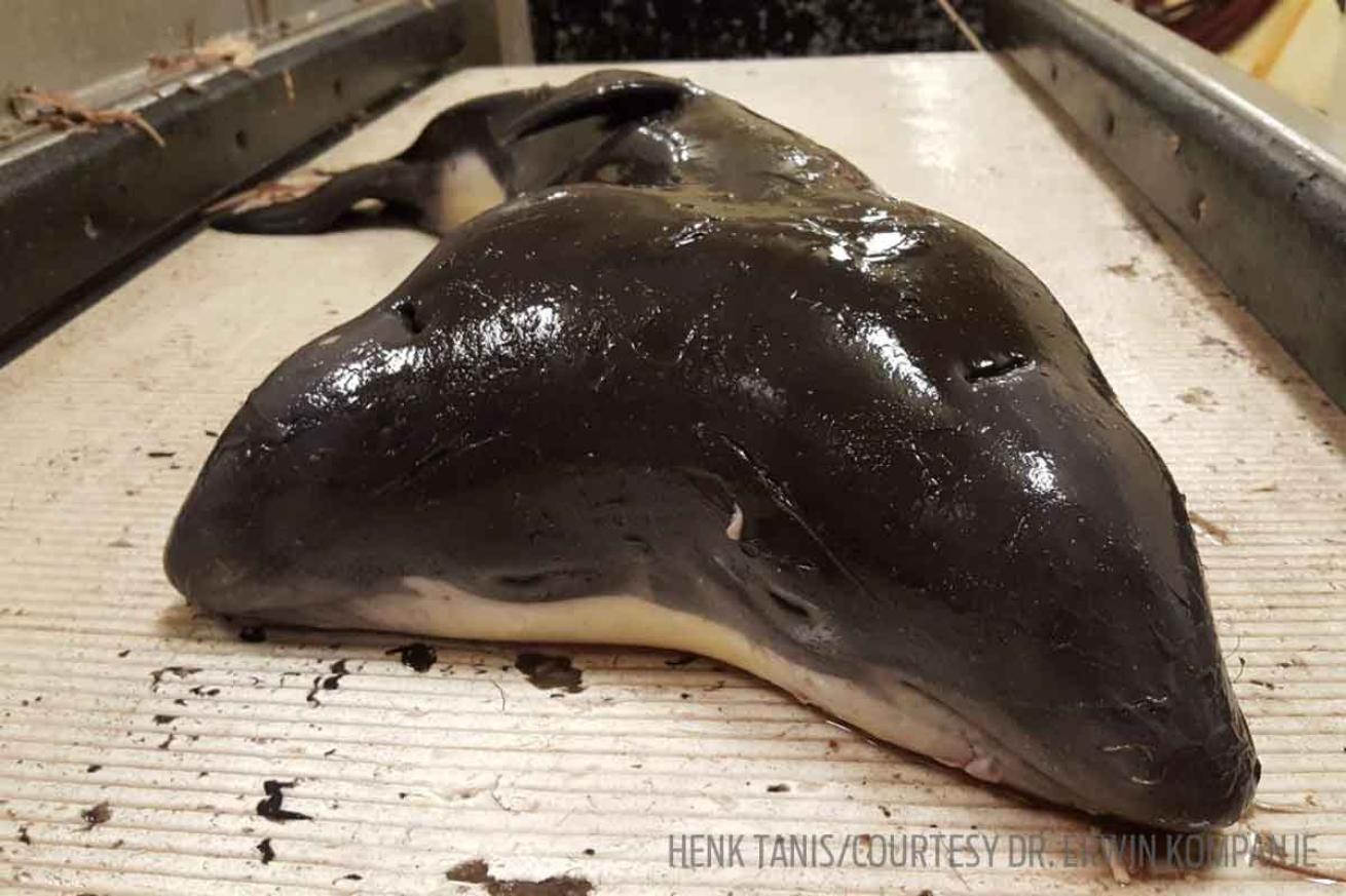 two headed porpoise