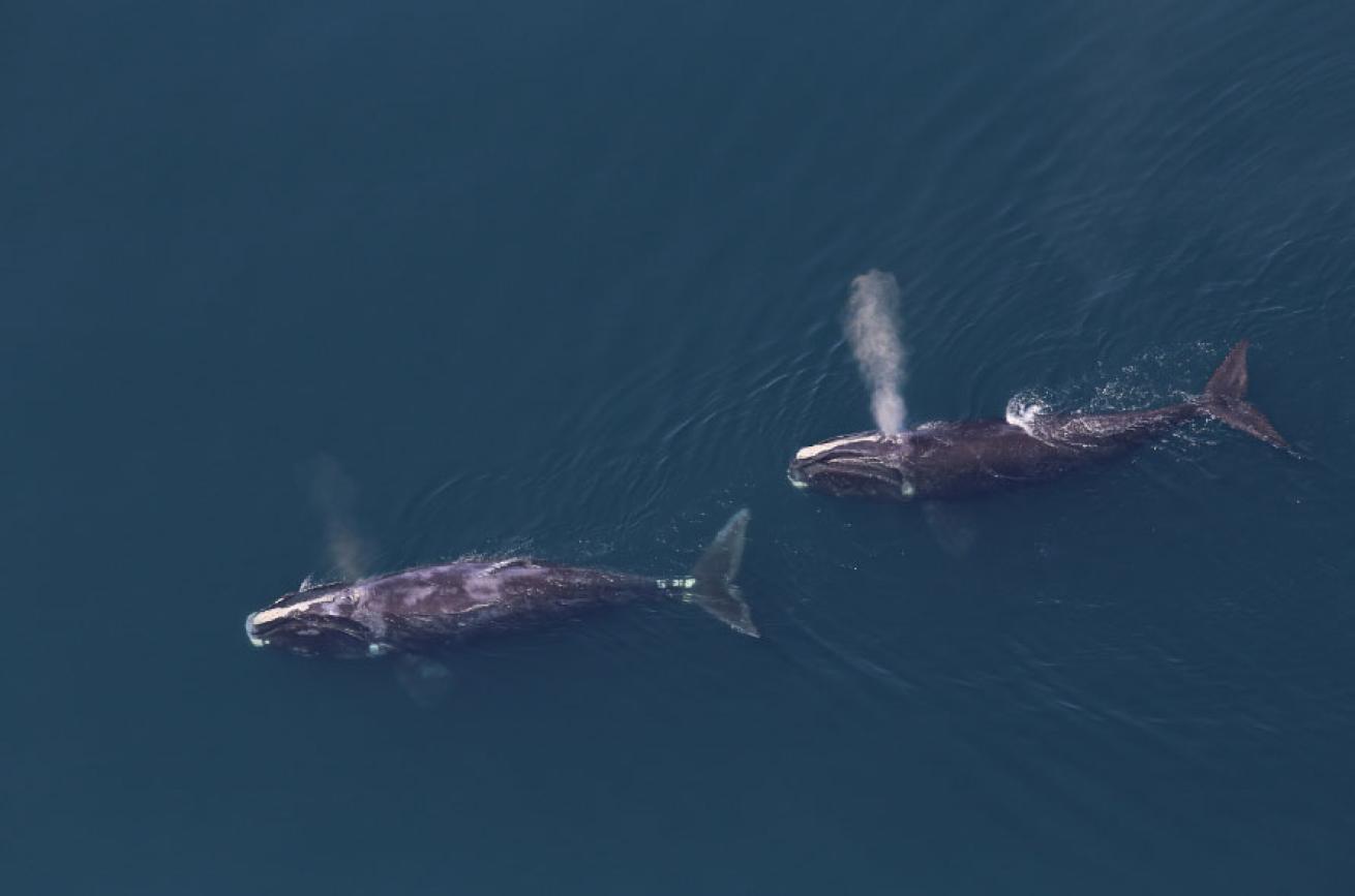 Two right whales blowing