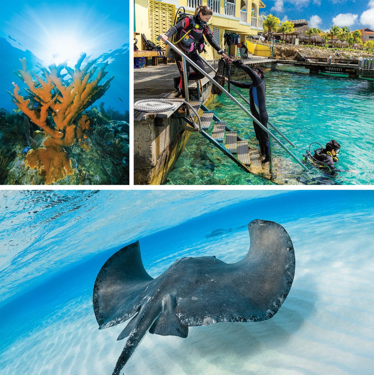reef diving