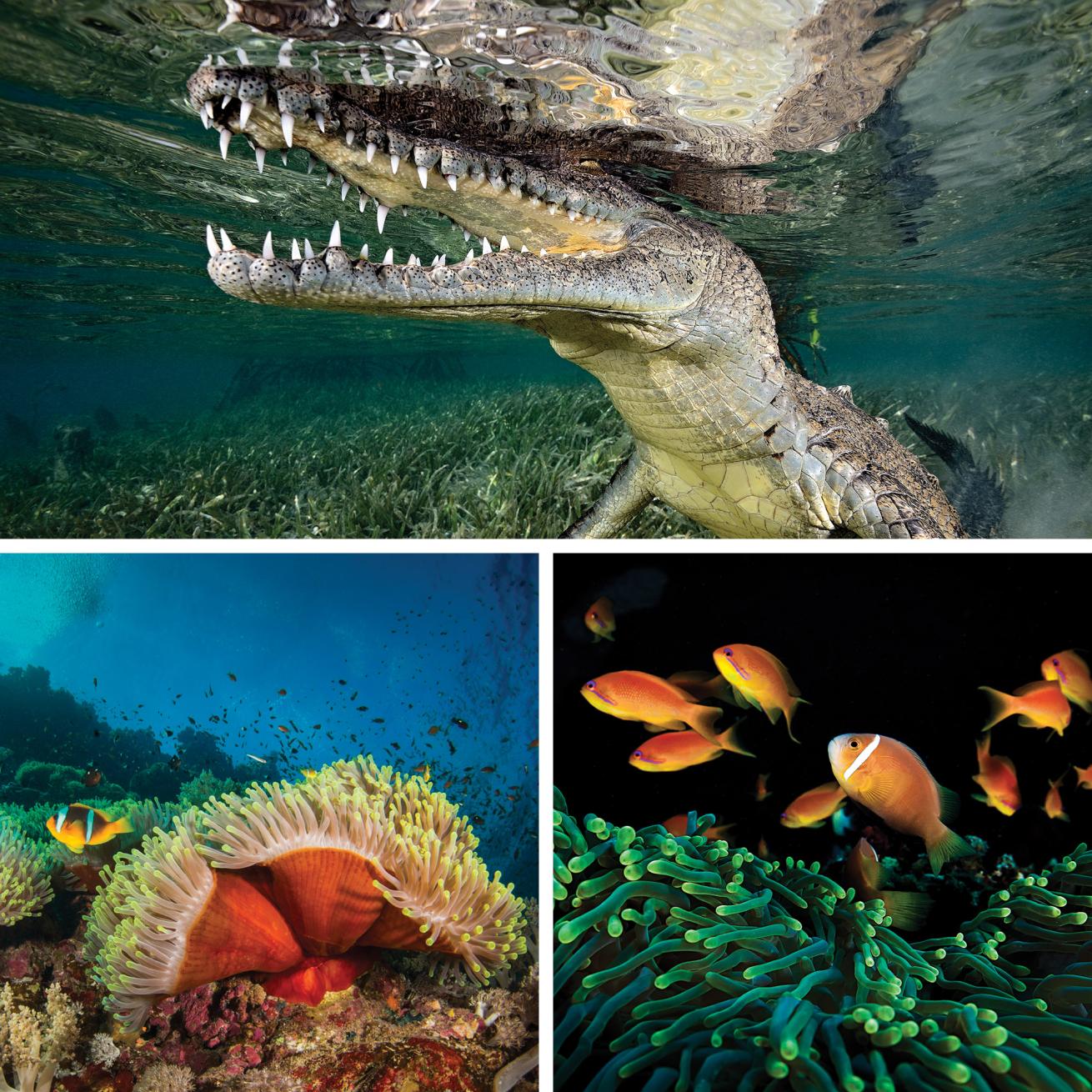 liveaboard divers