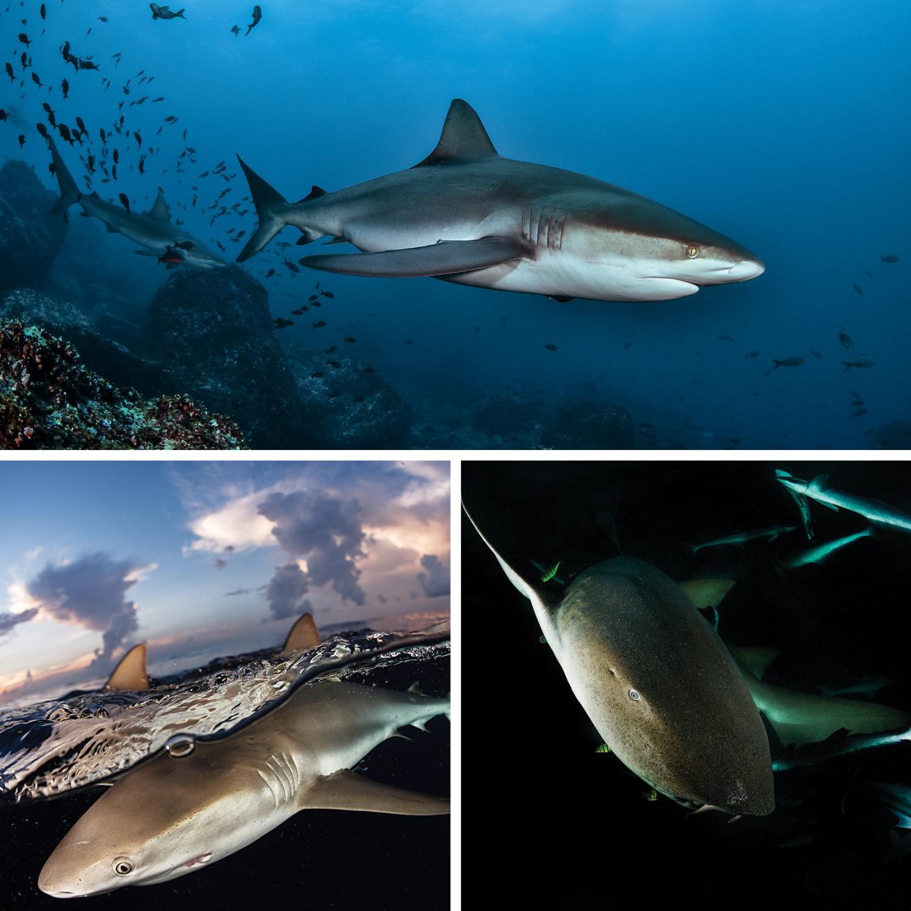 shark divers