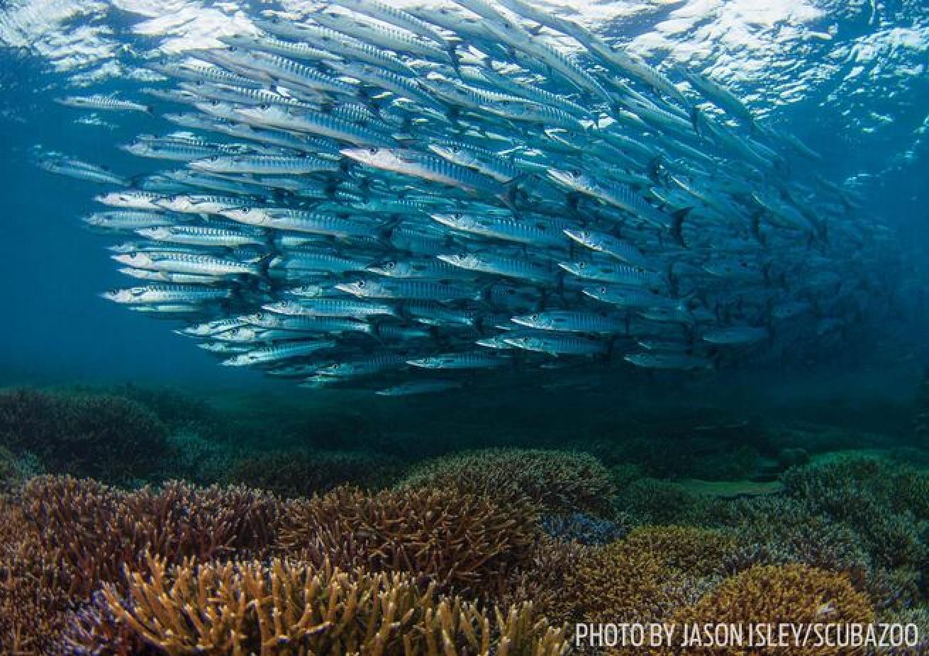 Fish Tornado
"To swim inside the tornado, my divemaster taught me to move slowly and approach from the bottom."