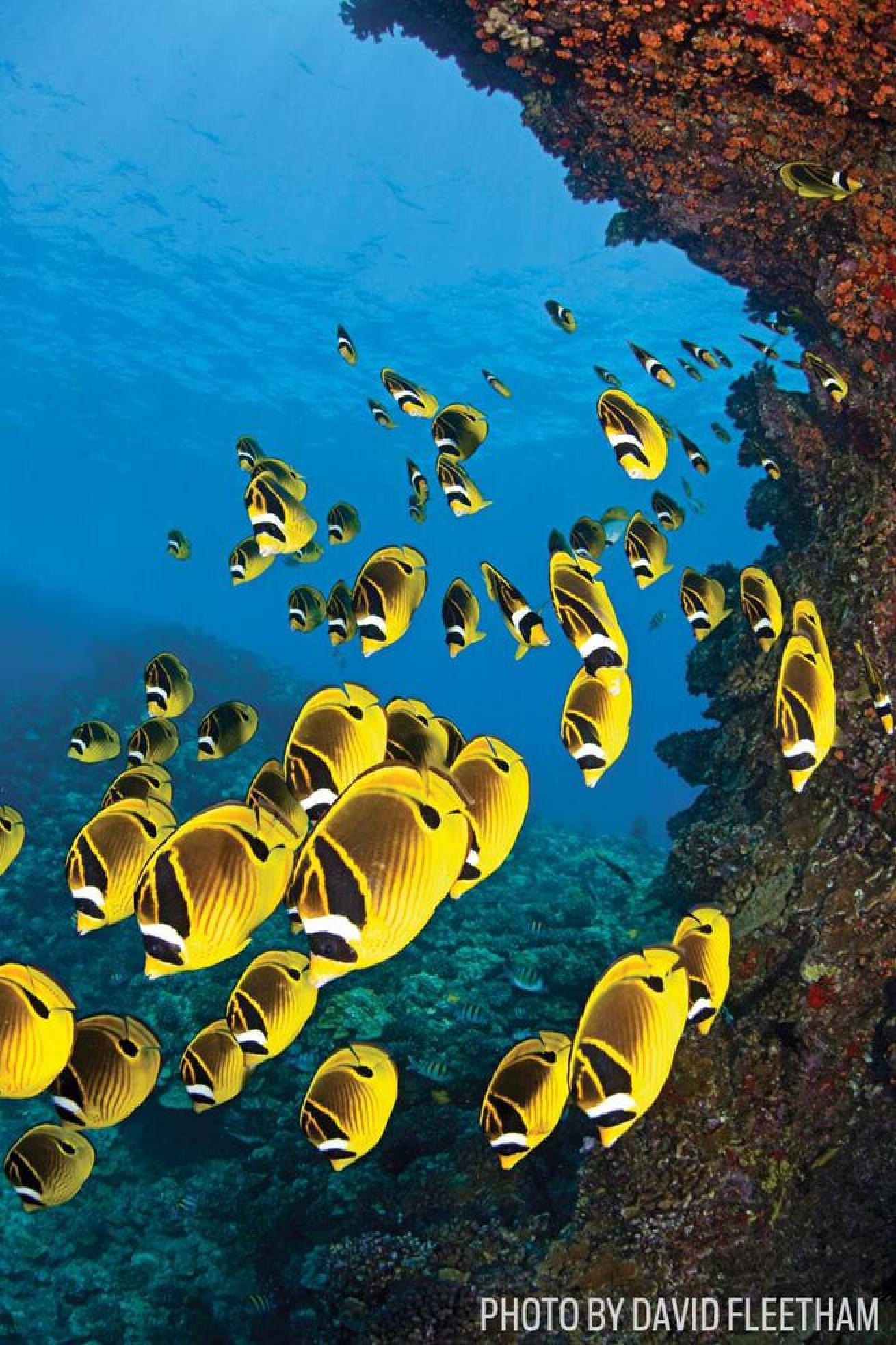Social Butterflies
For raccoon butterfly fish, school is always in session at Lanai's signature site First Cathedral.