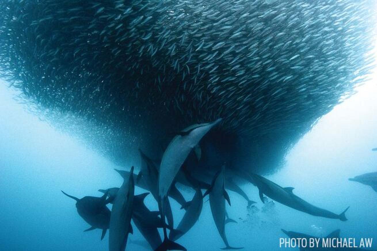 Sardine Spectacle
Dolphins hunt baitfish off the coast of Mozambique.