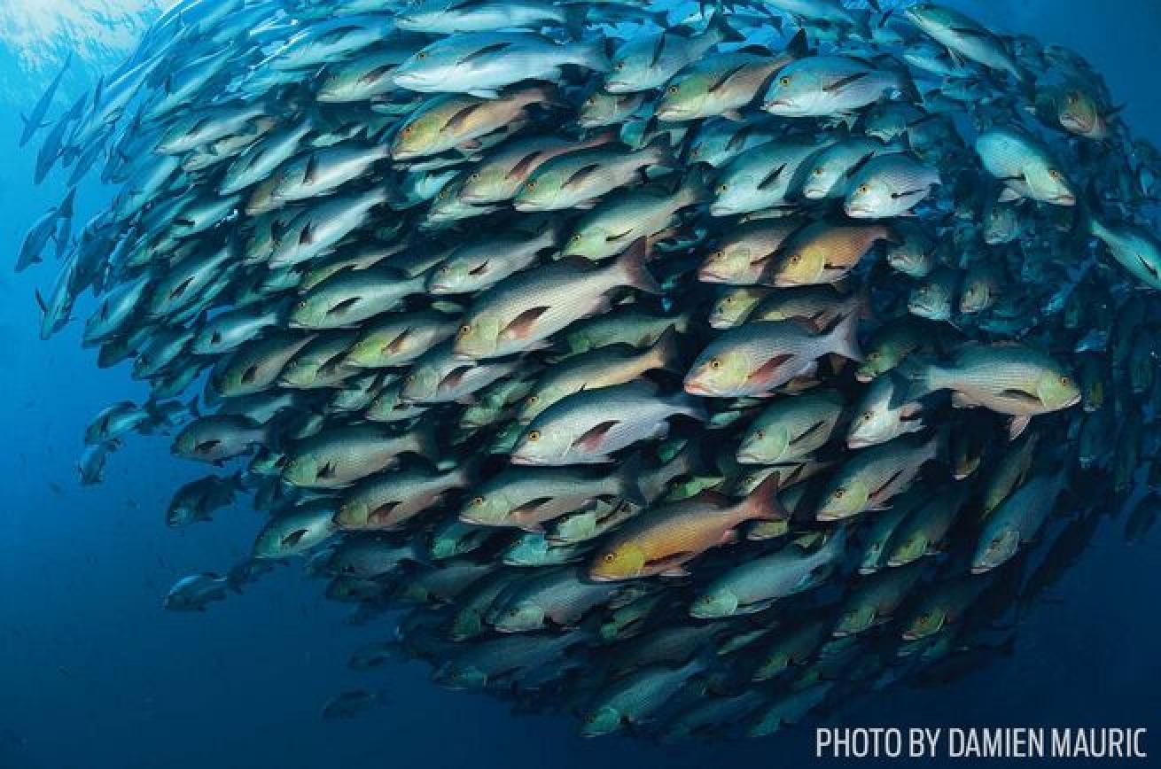 Synchronized Swimming
"Swim up to that school, and if you're not aggressive, they'll accept you. The fish part, and you find those caves and crevices opening up."