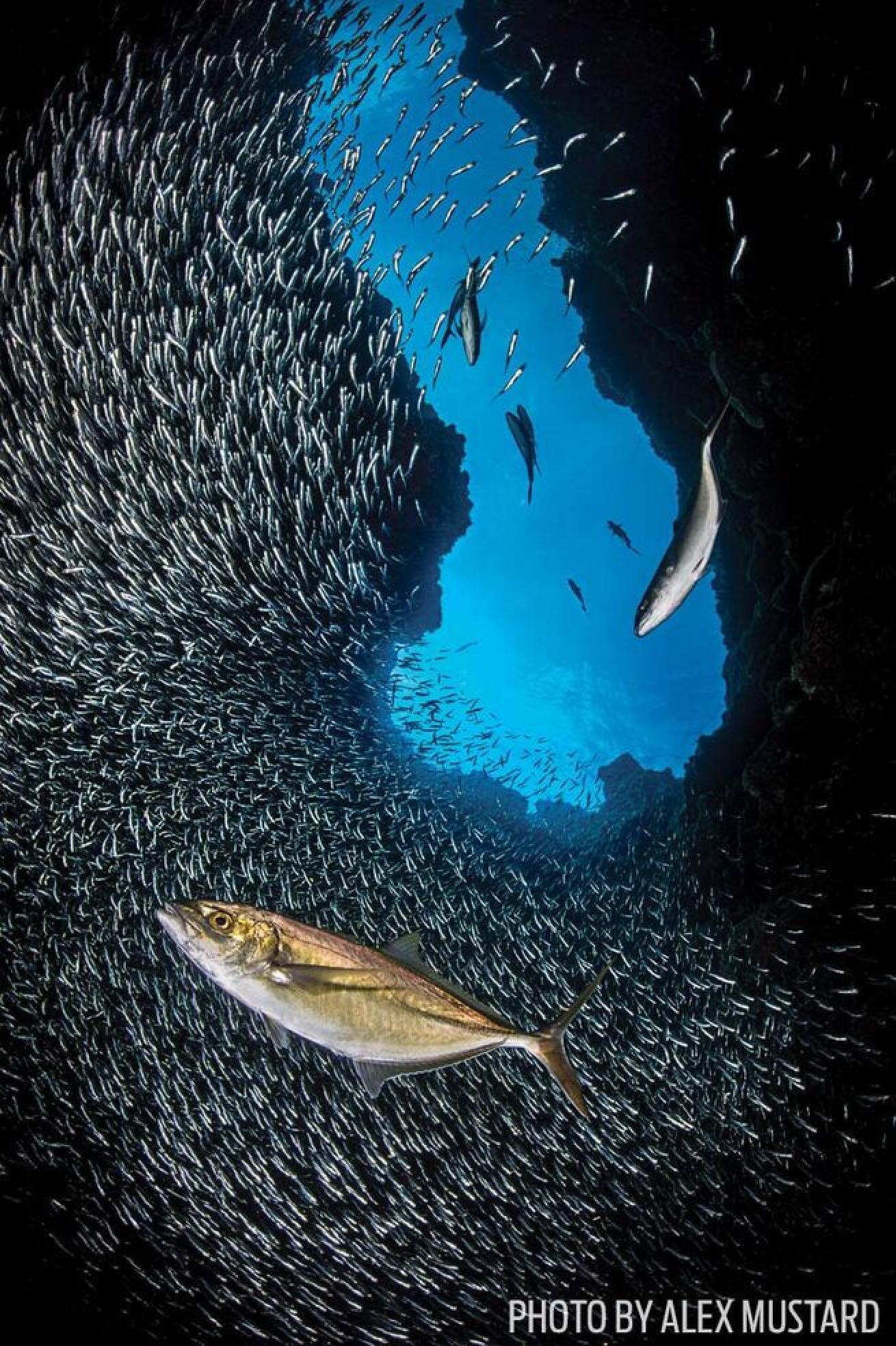 A Silver Rush
Part the curtain of schools at any dive site featuring caverns, recesses or gullies.