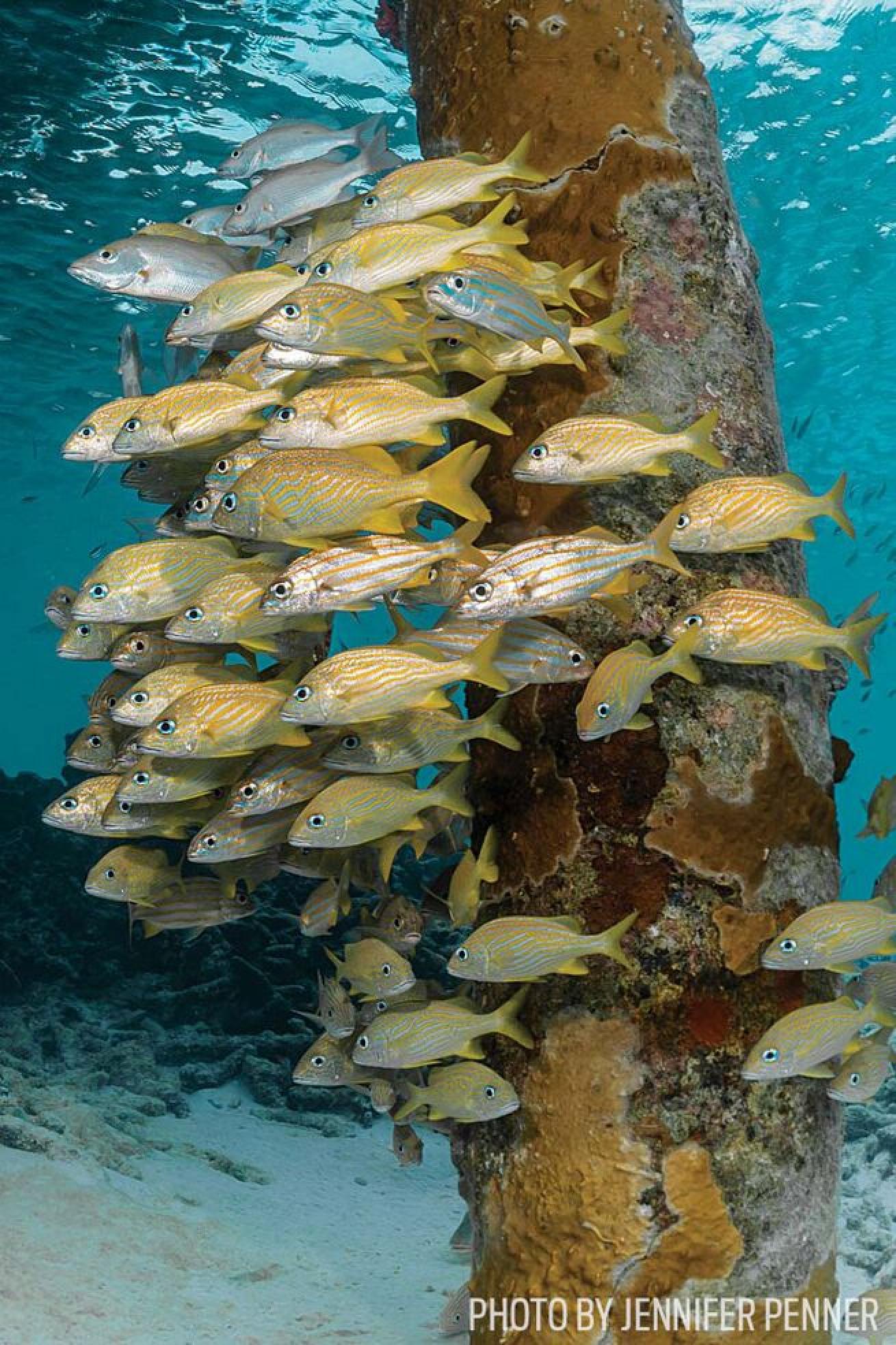 It's A Pier Thing
But when you time the dive right, you'll find massive schools stacking up under the pier supports.