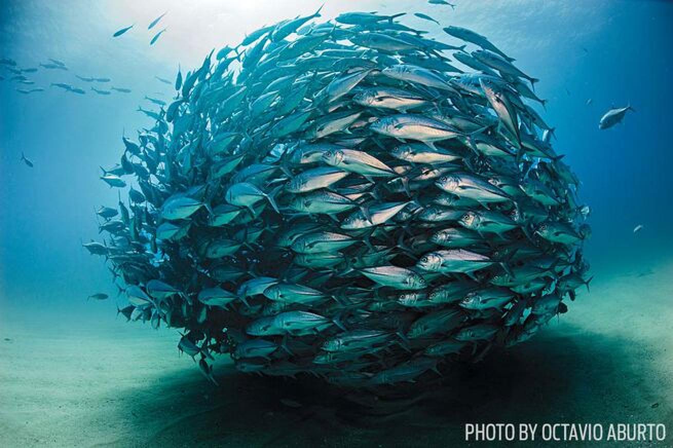 Playing Field
Finding the schools can't be pinned to one location, but they're often seen at the dive sites El Bajo and Los Morros