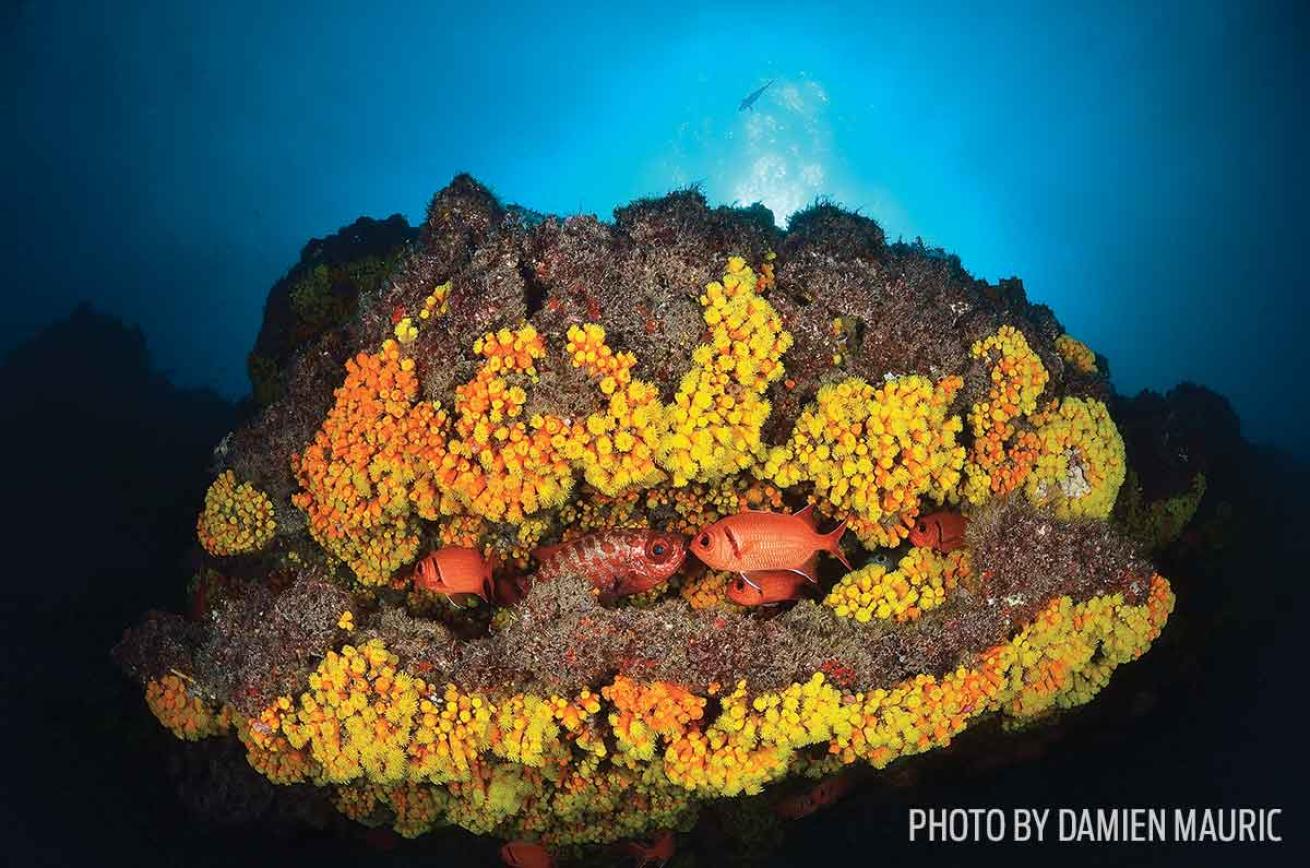 scuba diving coral reef