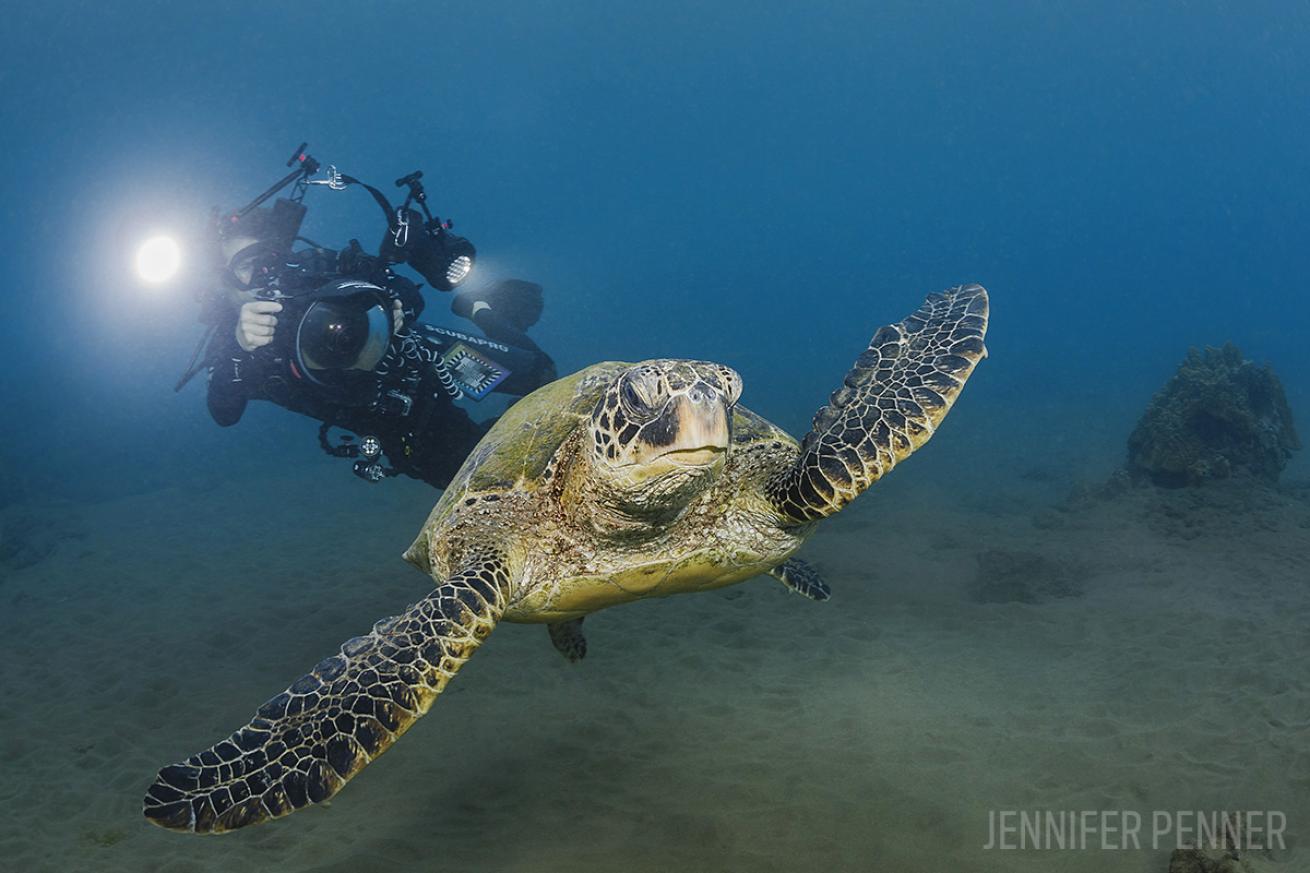 underwater photographer turtle