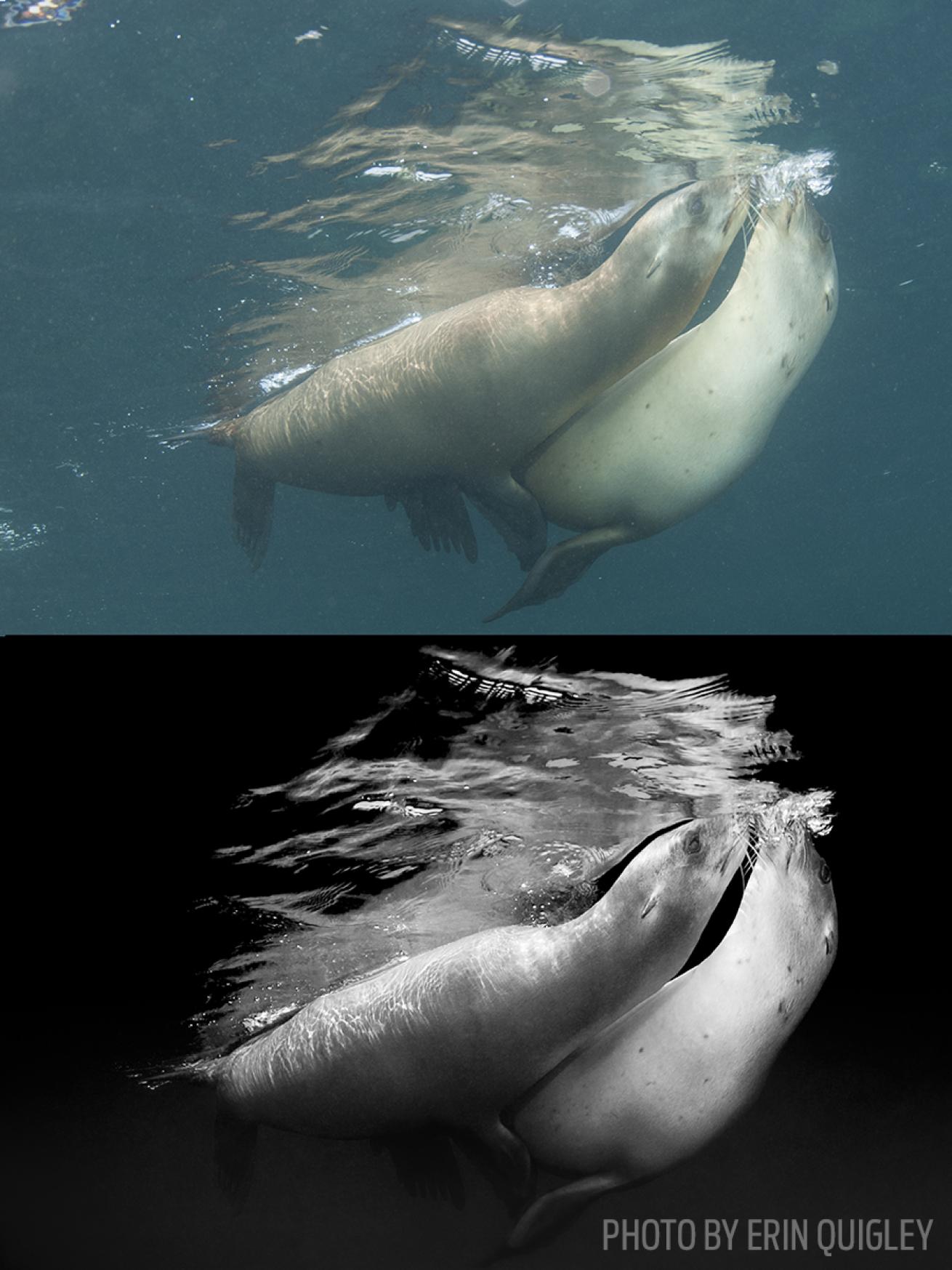 black and white conversion underwater photos