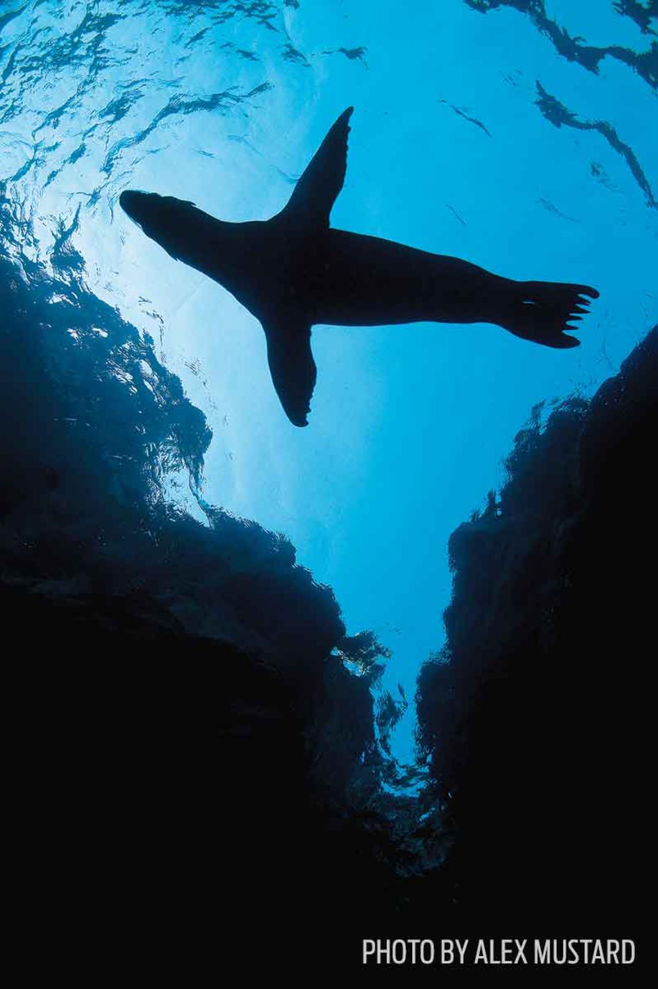 underwater photography silhouette