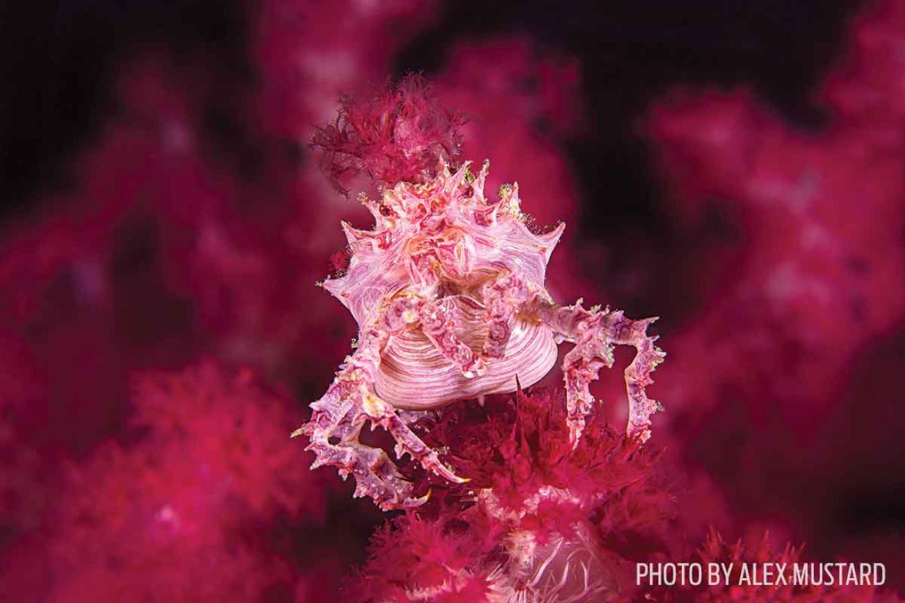 soft coral crab photo indonesia