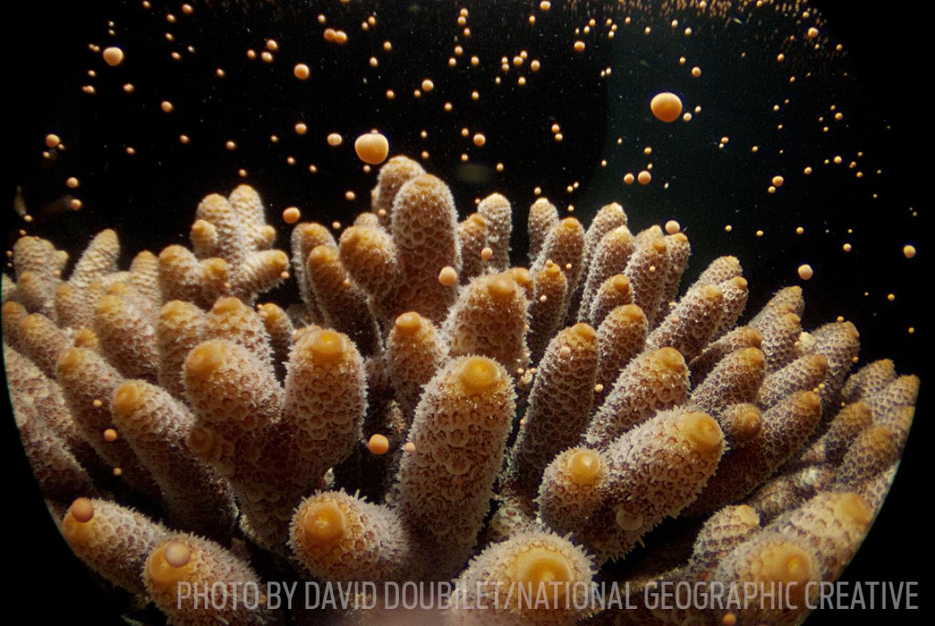 coral spawning photography