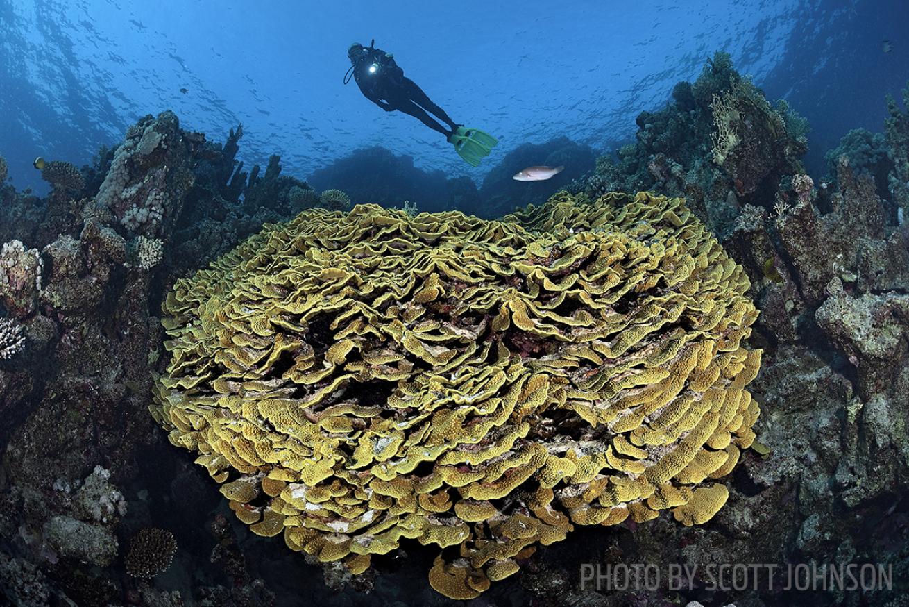 coral reef photography tips