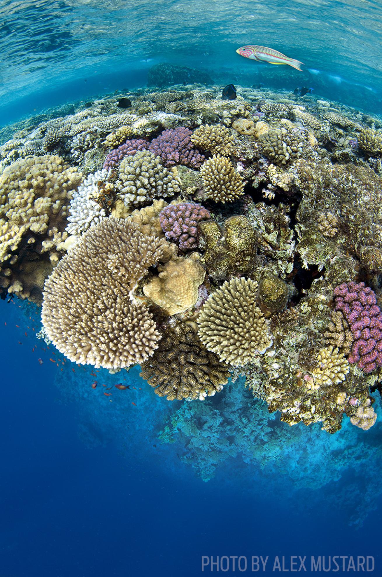 underwater photo tips hard coral