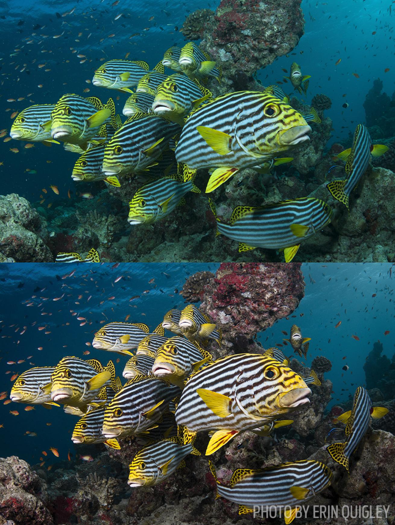 underwater photography