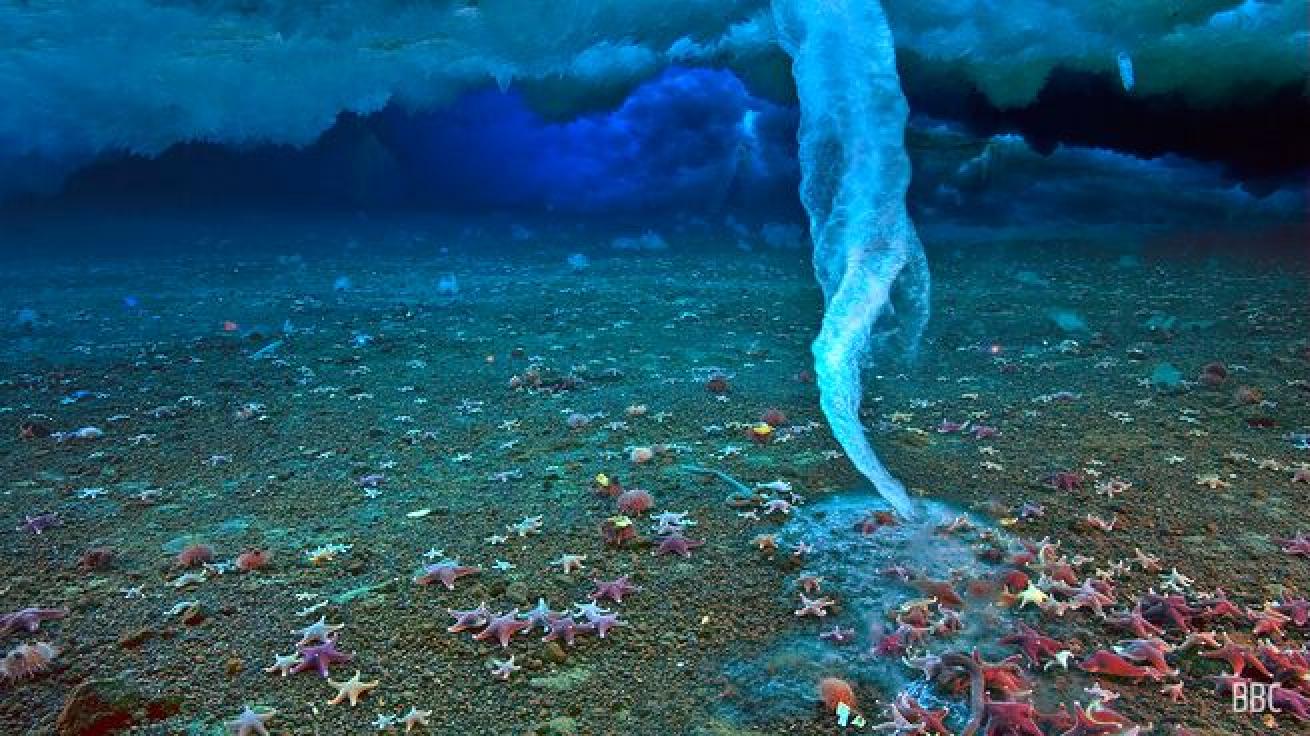 A deadly underwater icicle