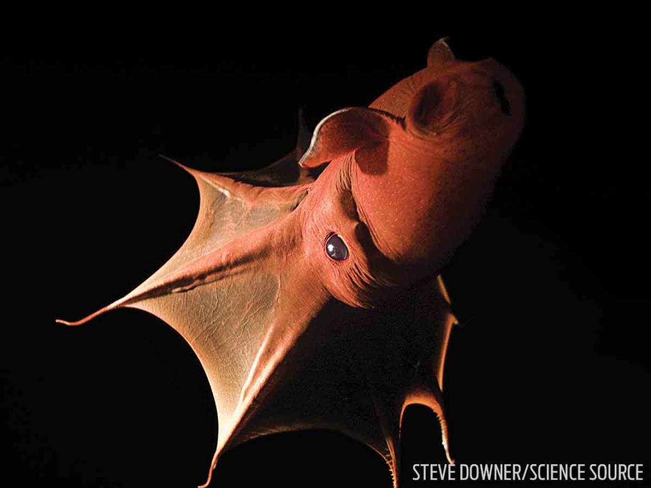 vampire squid