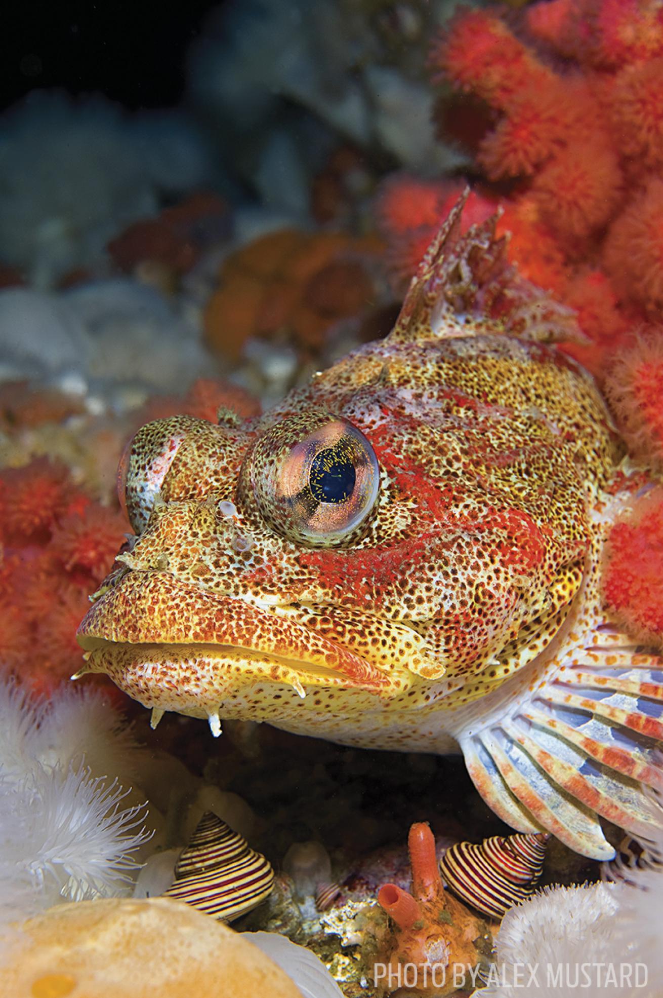 vancouver island sealife