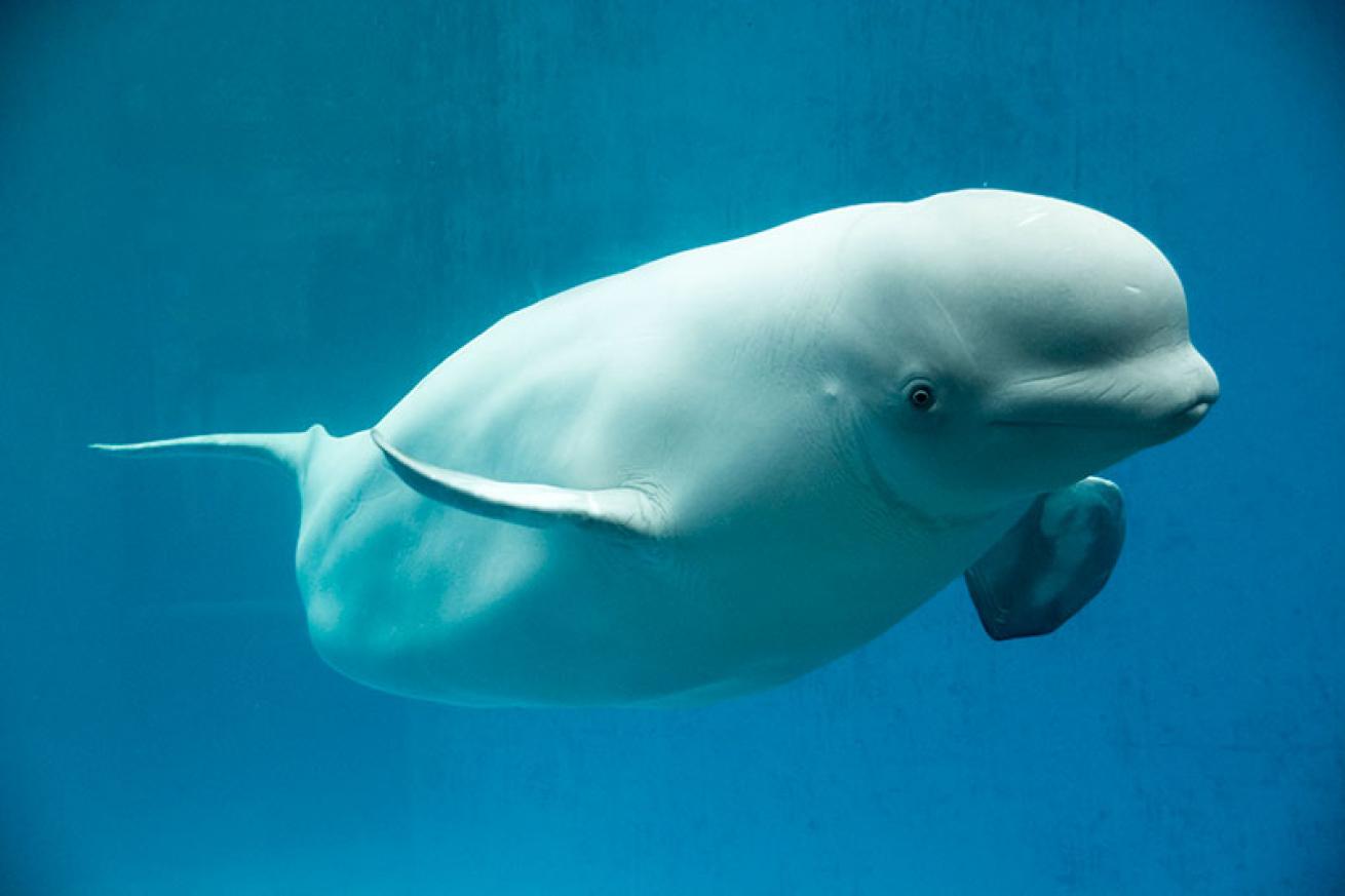beluga whale
