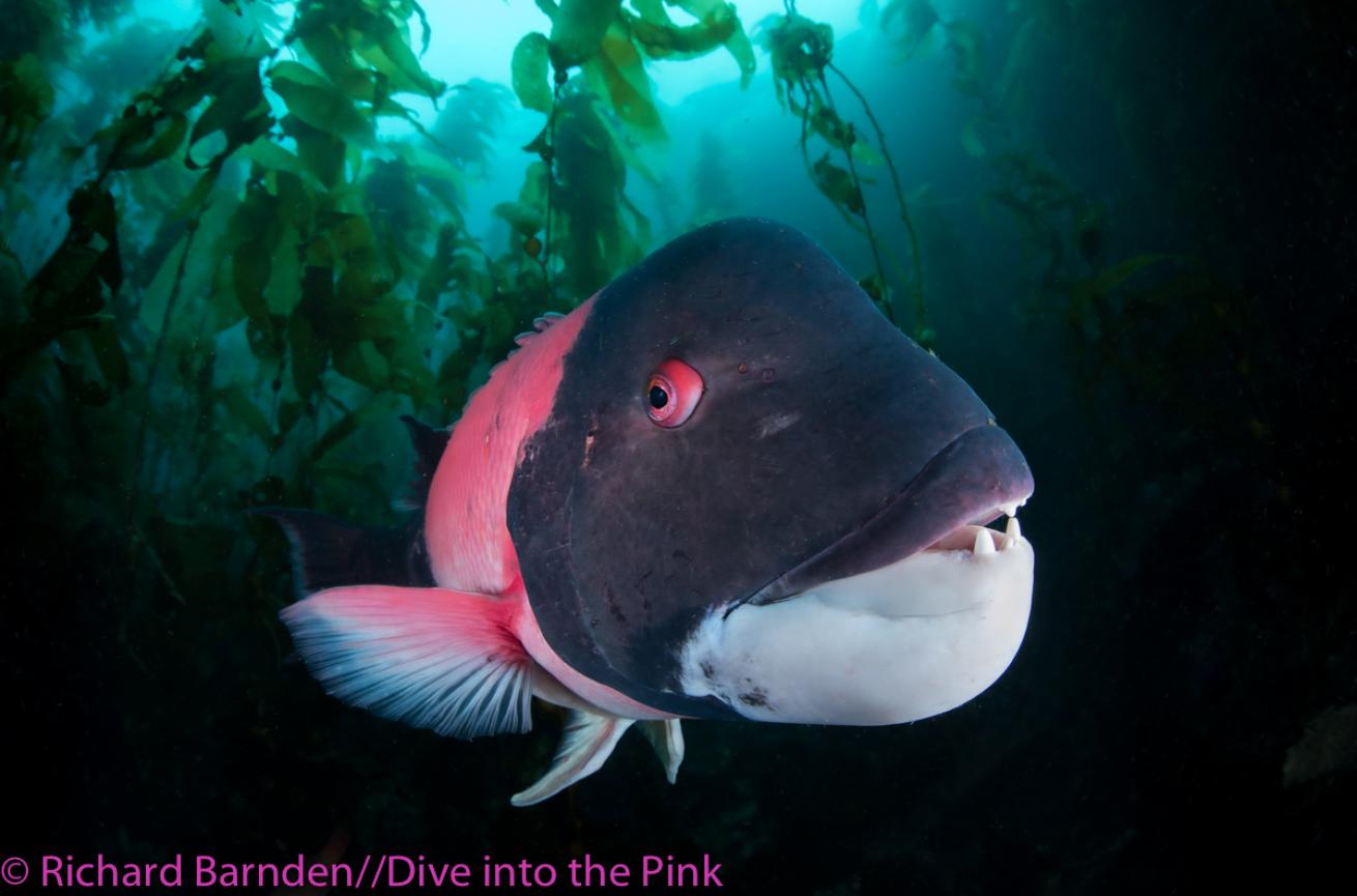 Think Pink 2019 Photo Contest