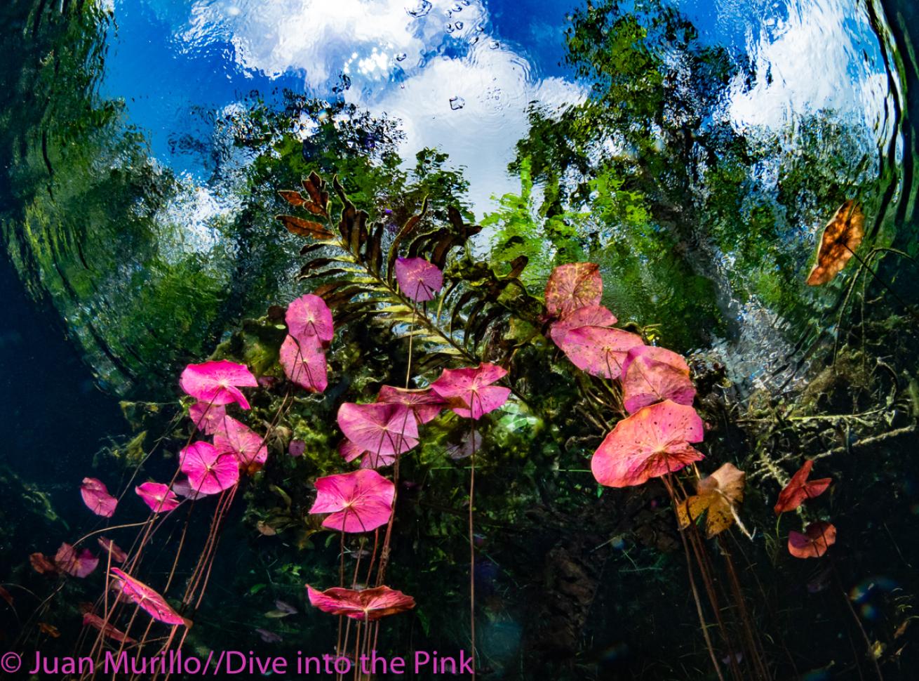 Think Pink 2019 Photo Contest