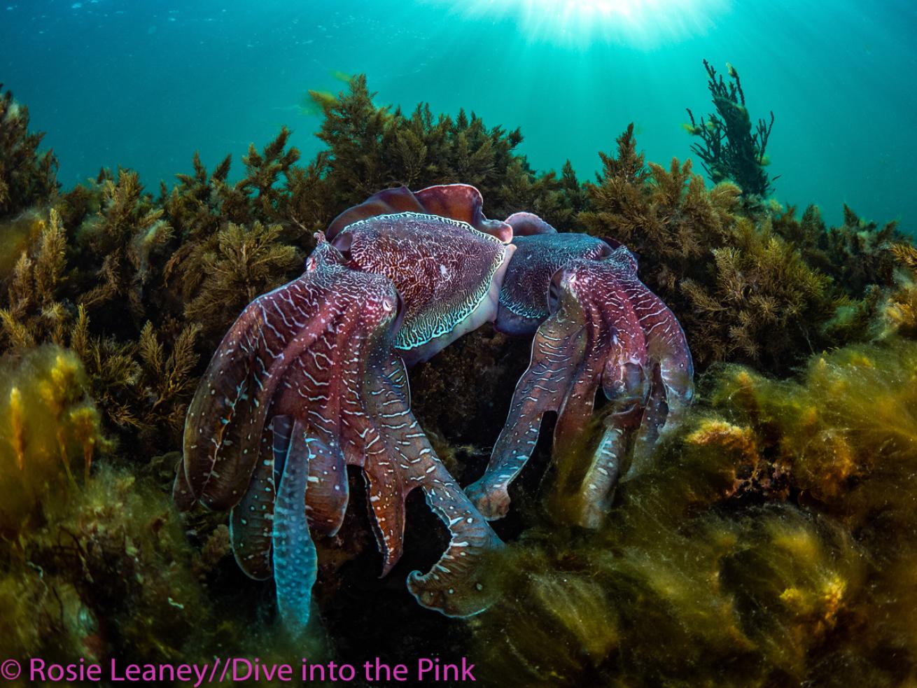 Think Pink 2019 Photo Contest