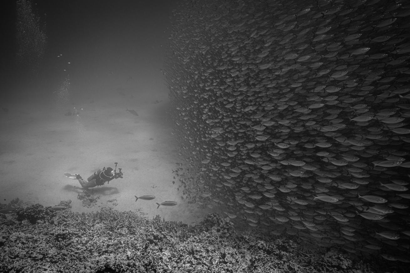 underwater bait ball