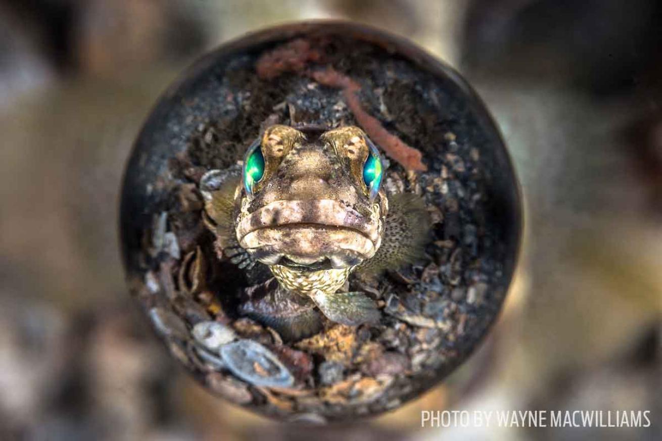 jawfish photo