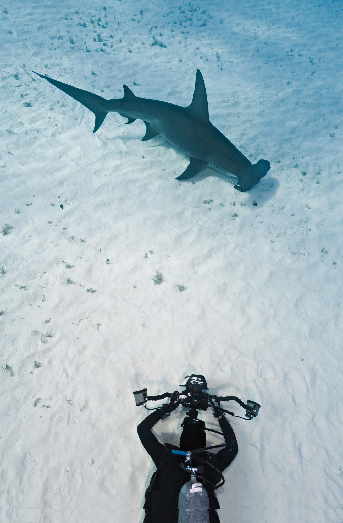 hammerheads in the bahamas