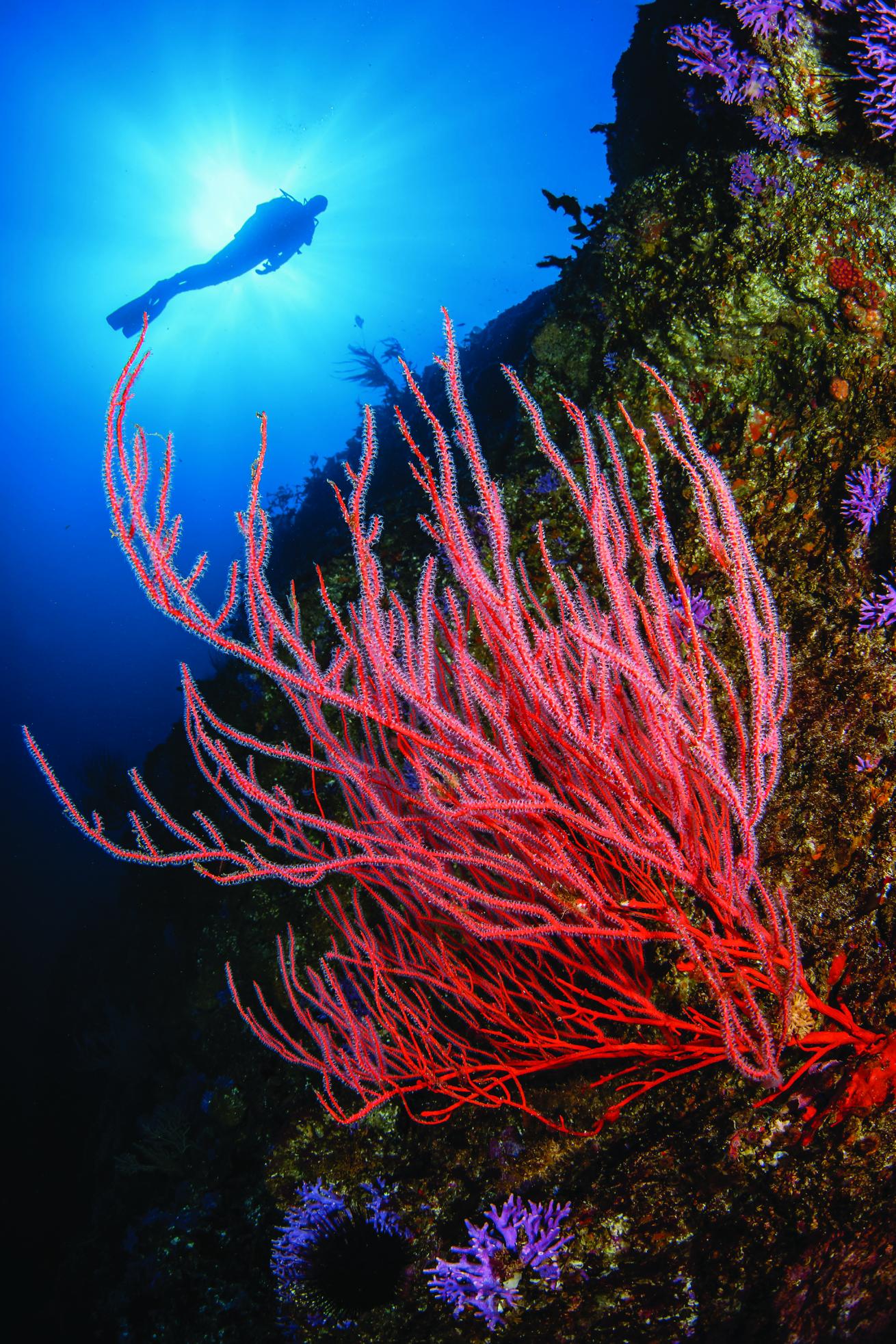 Channel Islands, California