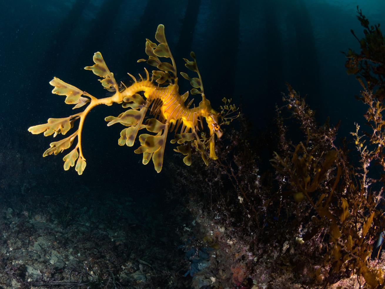 Leafy Sea Dragon Australia