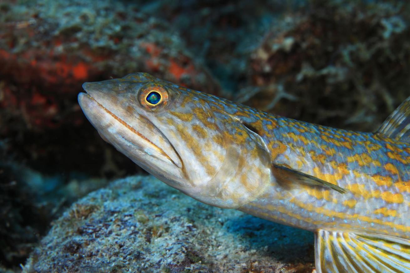 Lizardfish